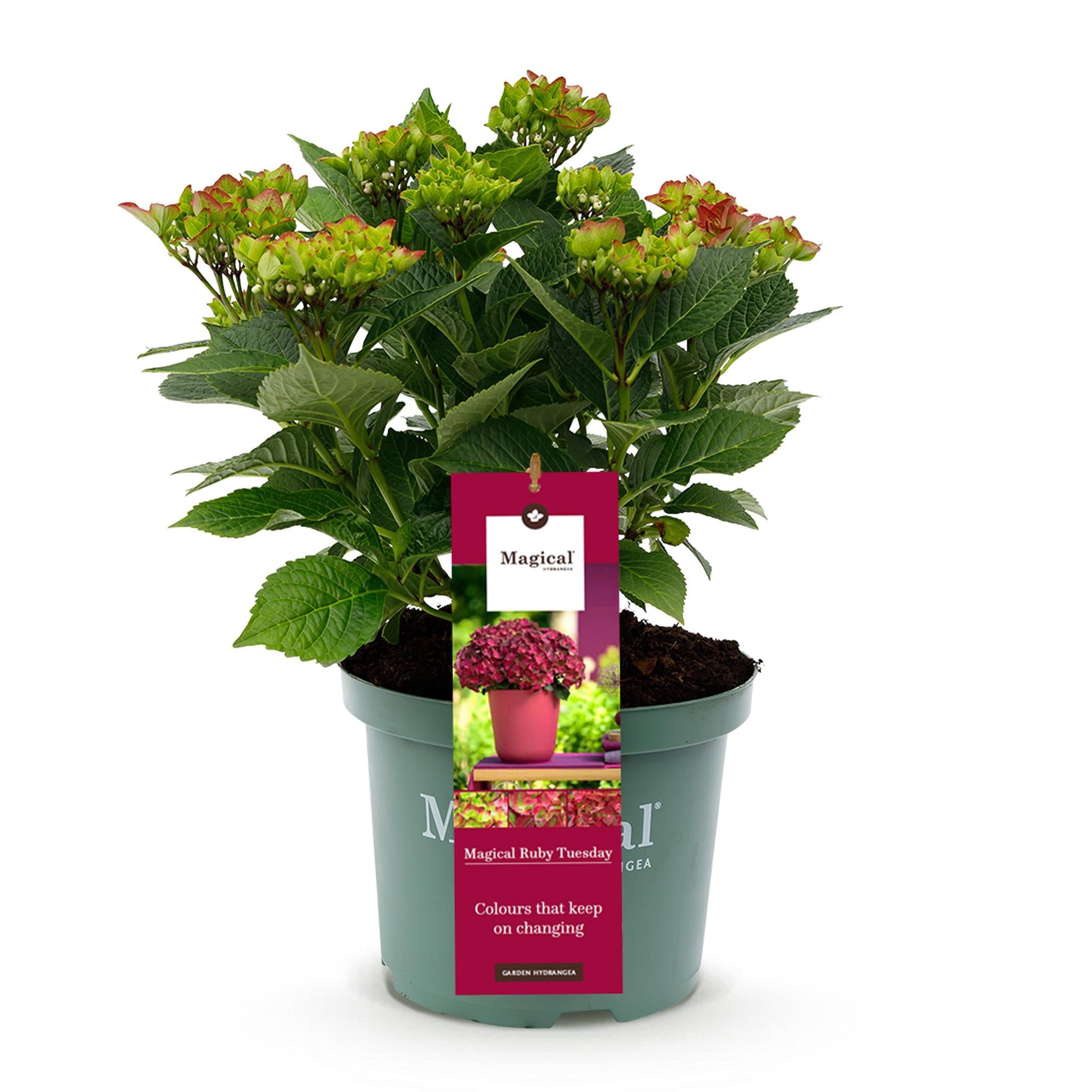 Everspring Hortensie Hydrangea Magical Teusday &amp; Saphire in rotem Topf, 6-10 Blumen, Höhe 55cm, Topf 23cm