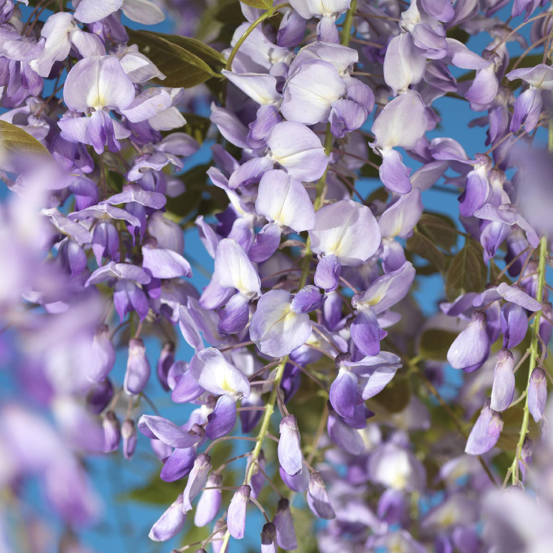 Blauregen Wisteria floribunda &