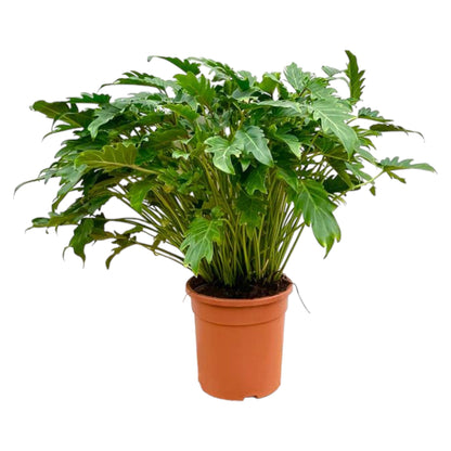 Everspring Philodendron Xanadu 60-80 cm, grüne tropische Zimmerpflanze mit großen, dekorativen Blättern, pflegeleicht und immergrün