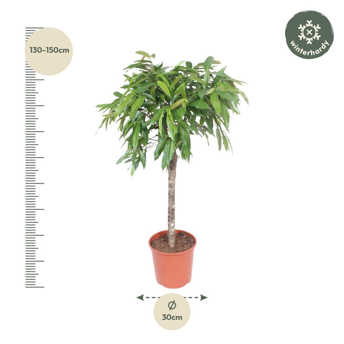 Ficus Amstel King – Zimmerpflanze mit geflochtenem Stamm - Wurzelwerk Design