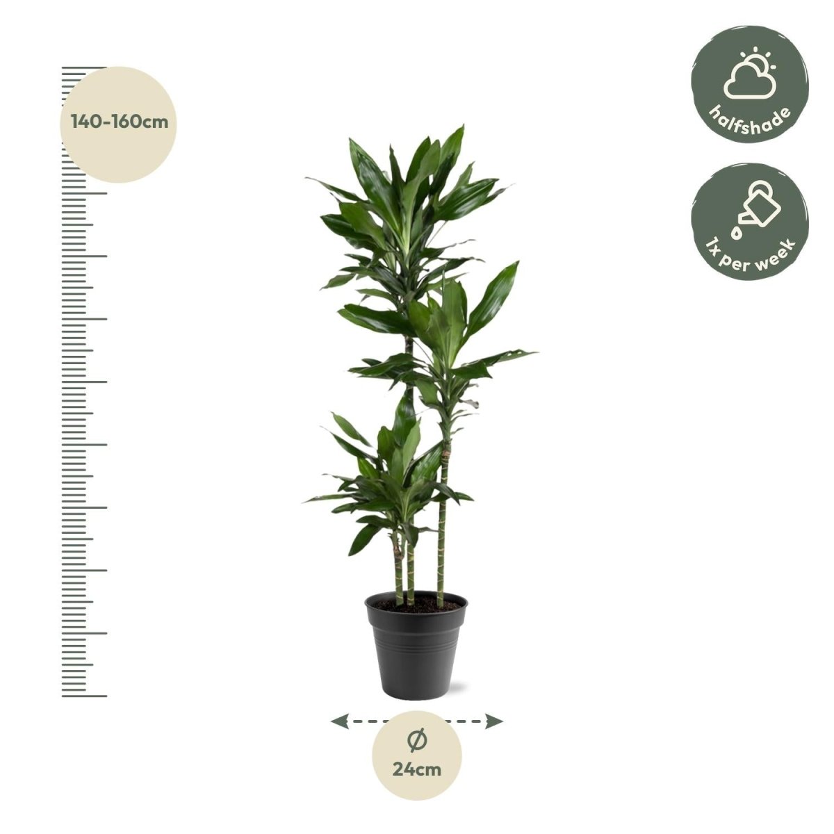Dracaena Janet Lind – Elegante &amp; pflegeleichte Zimmerpflanze - Wurzelwerk Design