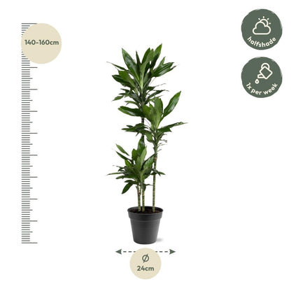 Dracaena Janet Lind – Elegante &amp; pflegeleichte Zimmerpflanze - Wurzelwerk Design