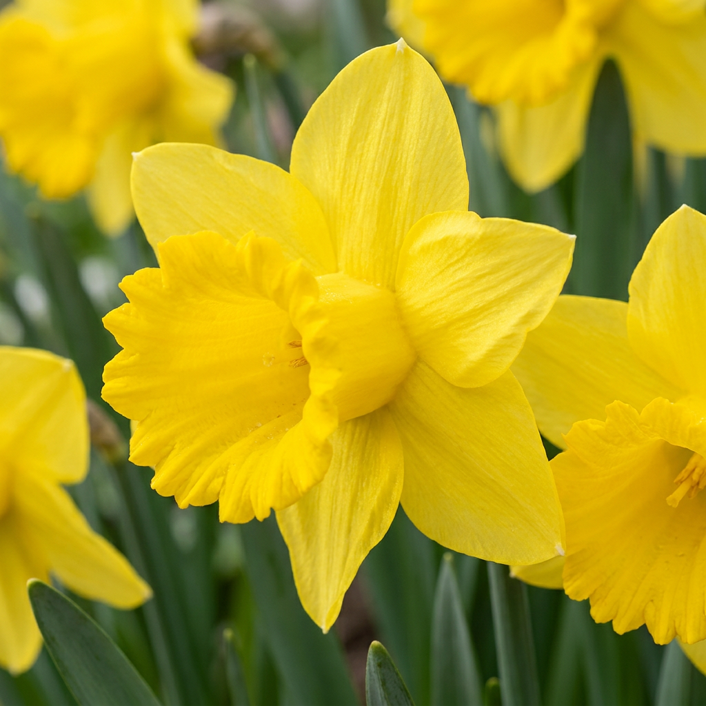Gelbe Narzisse – Narcissus online kaufen | 70 bis 560 Blumenzwiebeln, klassisch goldgelb – Wurzelwerk Design