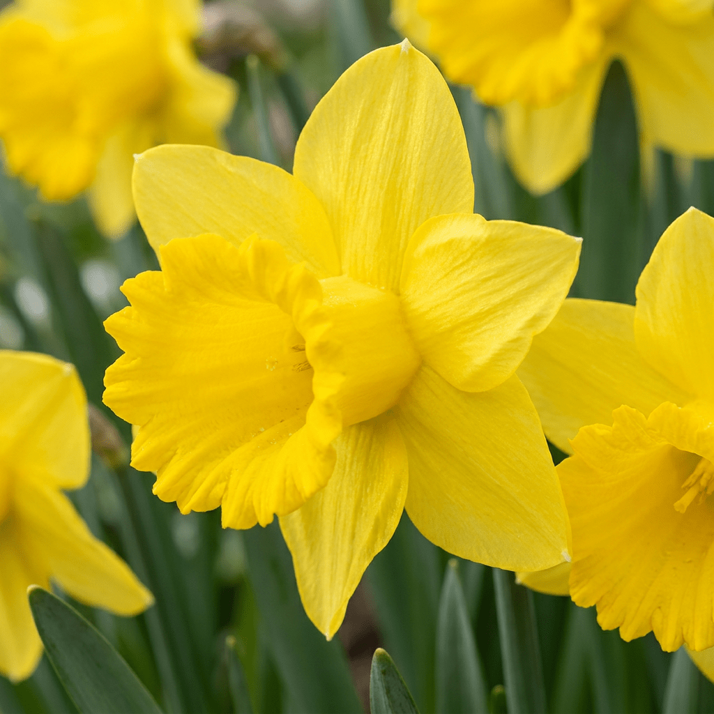 Gelbe Narzisse – Narcissus online kaufen | 70 bis 560 Blumenzwiebeln, klassisch goldgelb – Wurzelwerk Design - Wurzelwerk Design
