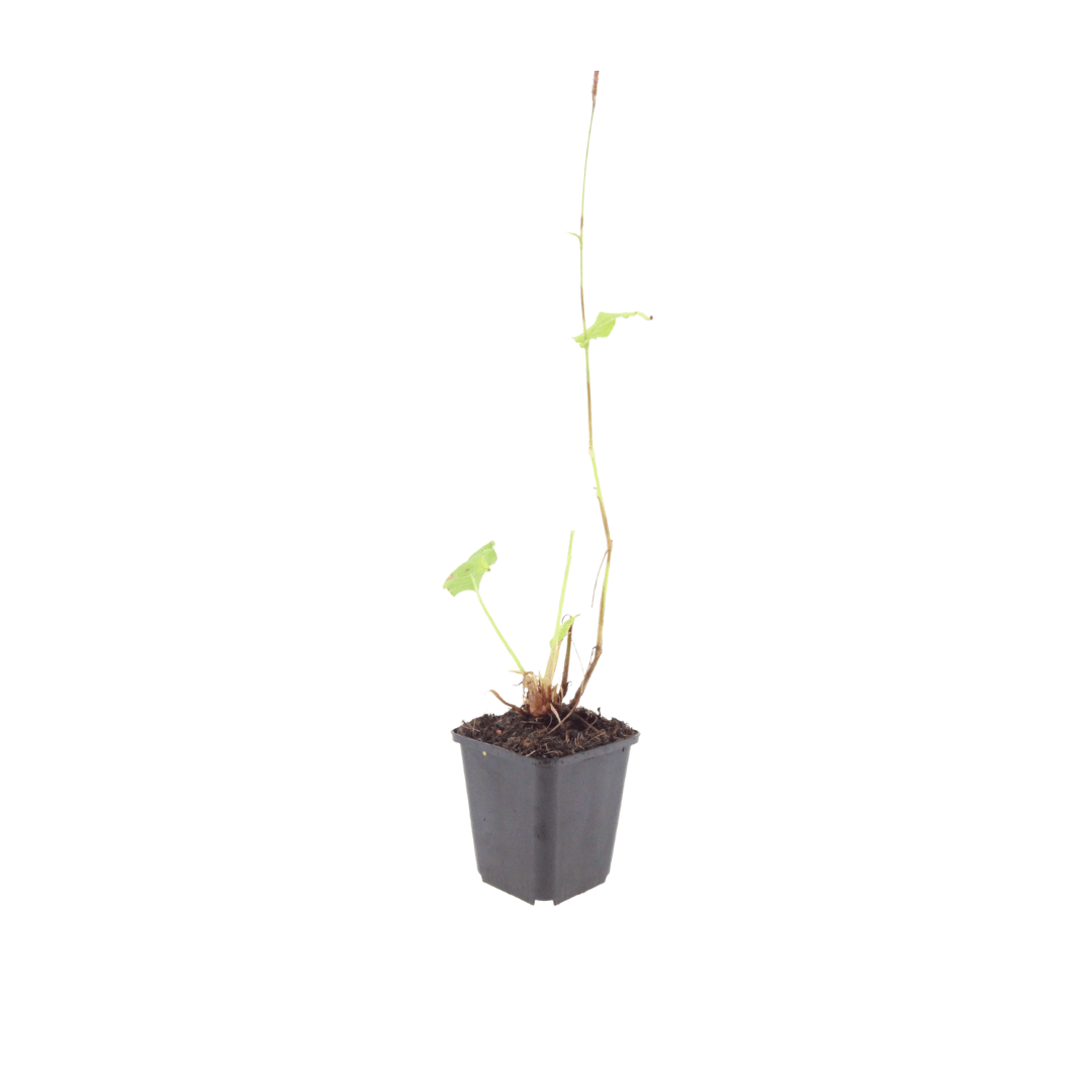 Sechs Persicaria &