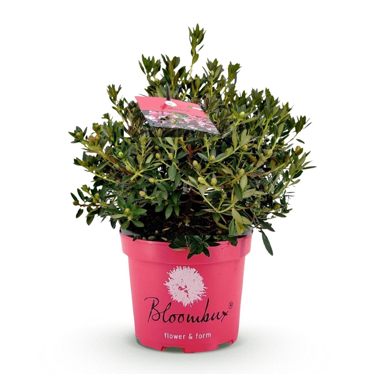 Rhododendron Bloombux Magenta kaufen | Topf Ø 23 cm, Höhe 45–55 cm - Wurzelwerk Design