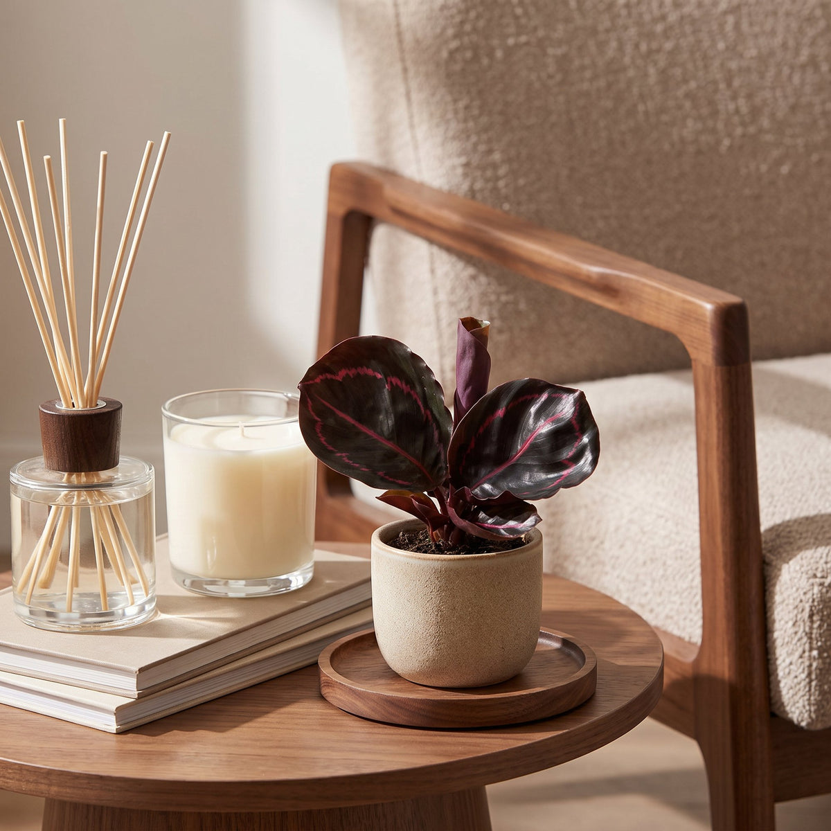 Calathea &