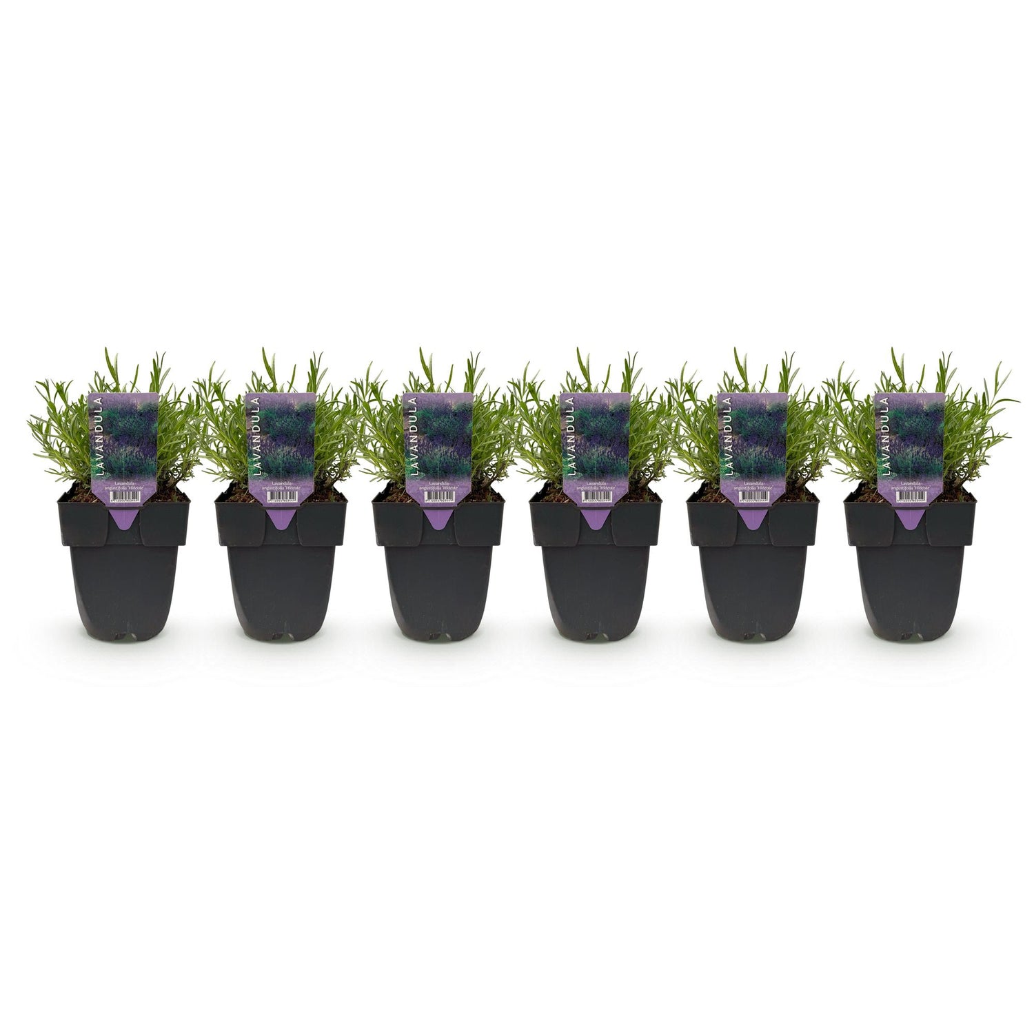 Lavendel Hidcote – Lavandula angustifolia online kaufen | 6 Pflanzen für 1 m Hecke, dunkelviolett &amp; bienenfreundlich – Wurzelwerk Design