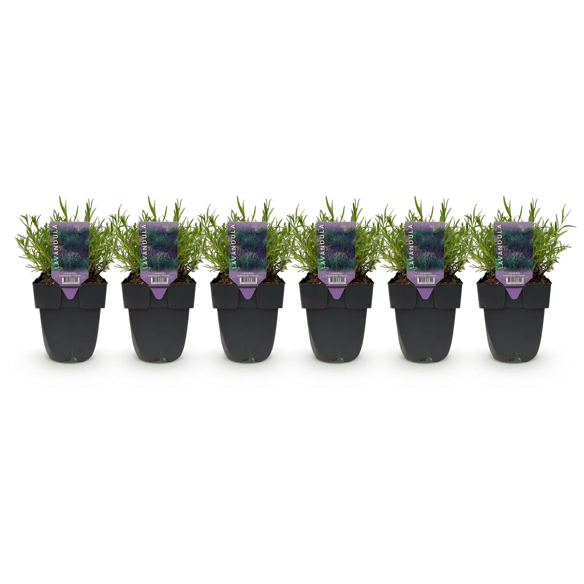 Lavendel Hidcote – Lavandula angustifolia online kaufen | 6 Pflanzen für 1 m Hecke, dunkelviolett &amp; bienenfreundlich – Wurzelwerk Design