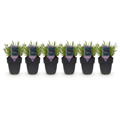 Lavendel Hidcote – Lavandula angustifolia online kaufen | 6 Pflanzen für 1 m Hecke, dunkelviolett &amp; bienenfreundlich – Wurzelwerk Design