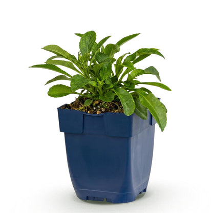 Pfirsichblättrige Glockenblume kaufen | Campanula persicifolia, blau