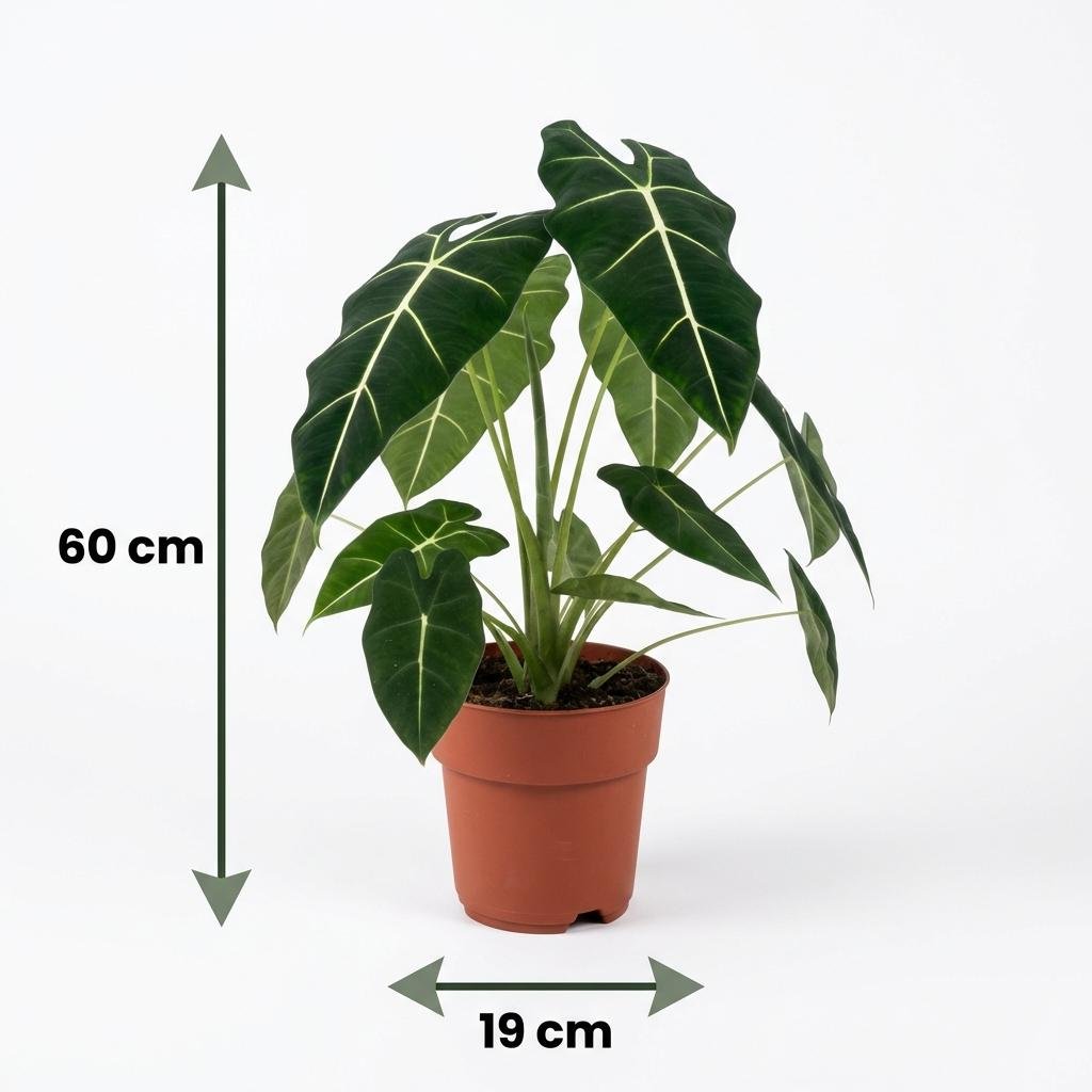 Alocasia Frydek kaufen | Elefantenohr – Topf Ø 19 cm, Höhe 60 cm - Wurzelwerk Design