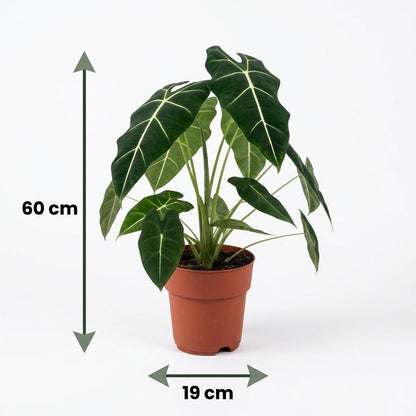 Alocasia Frydek kaufen | Elefantenohr – Topf Ø 19 cm, Höhe 60 cm - Wurzelwerk Design