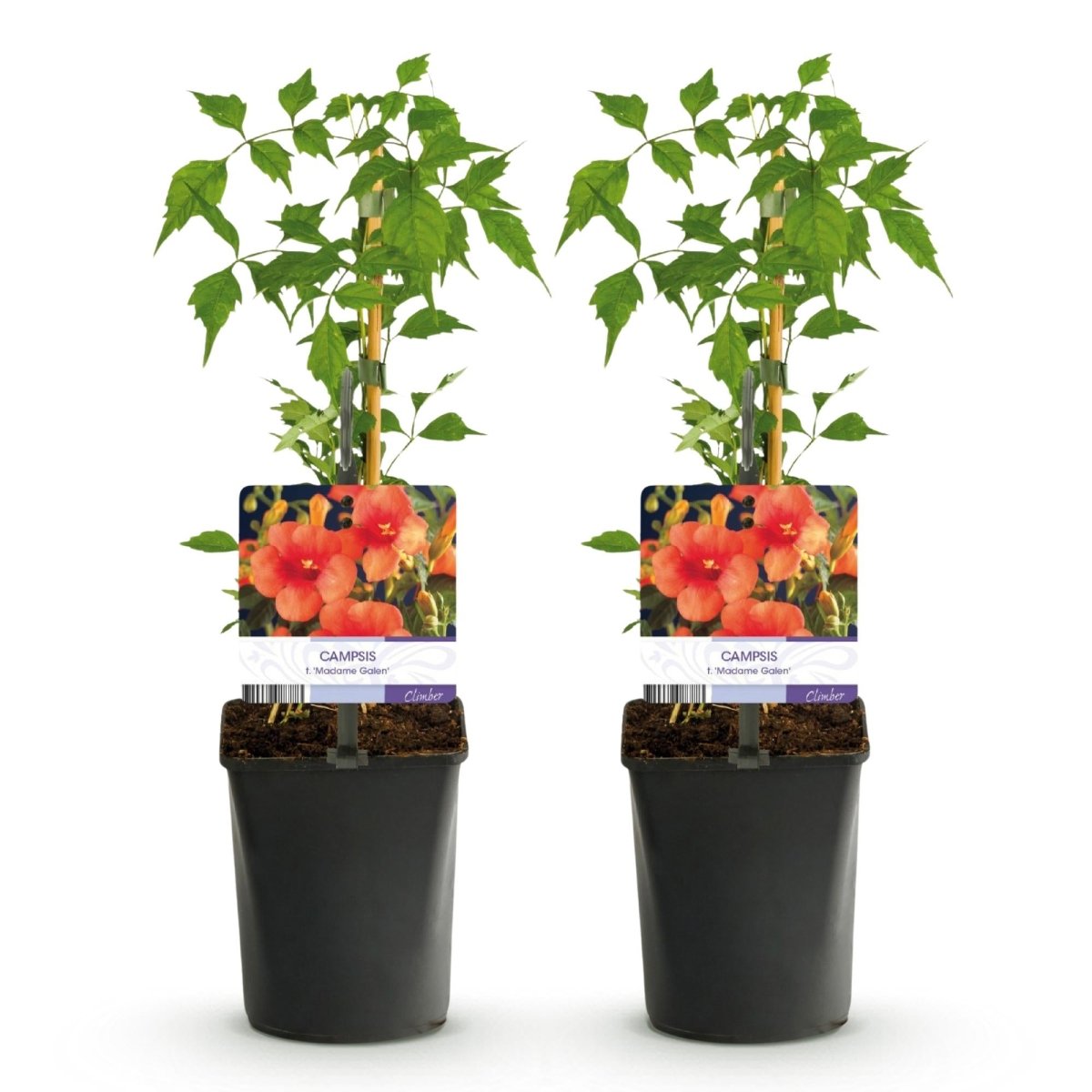 Campsis radicans &