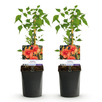 Campsis radicans &
