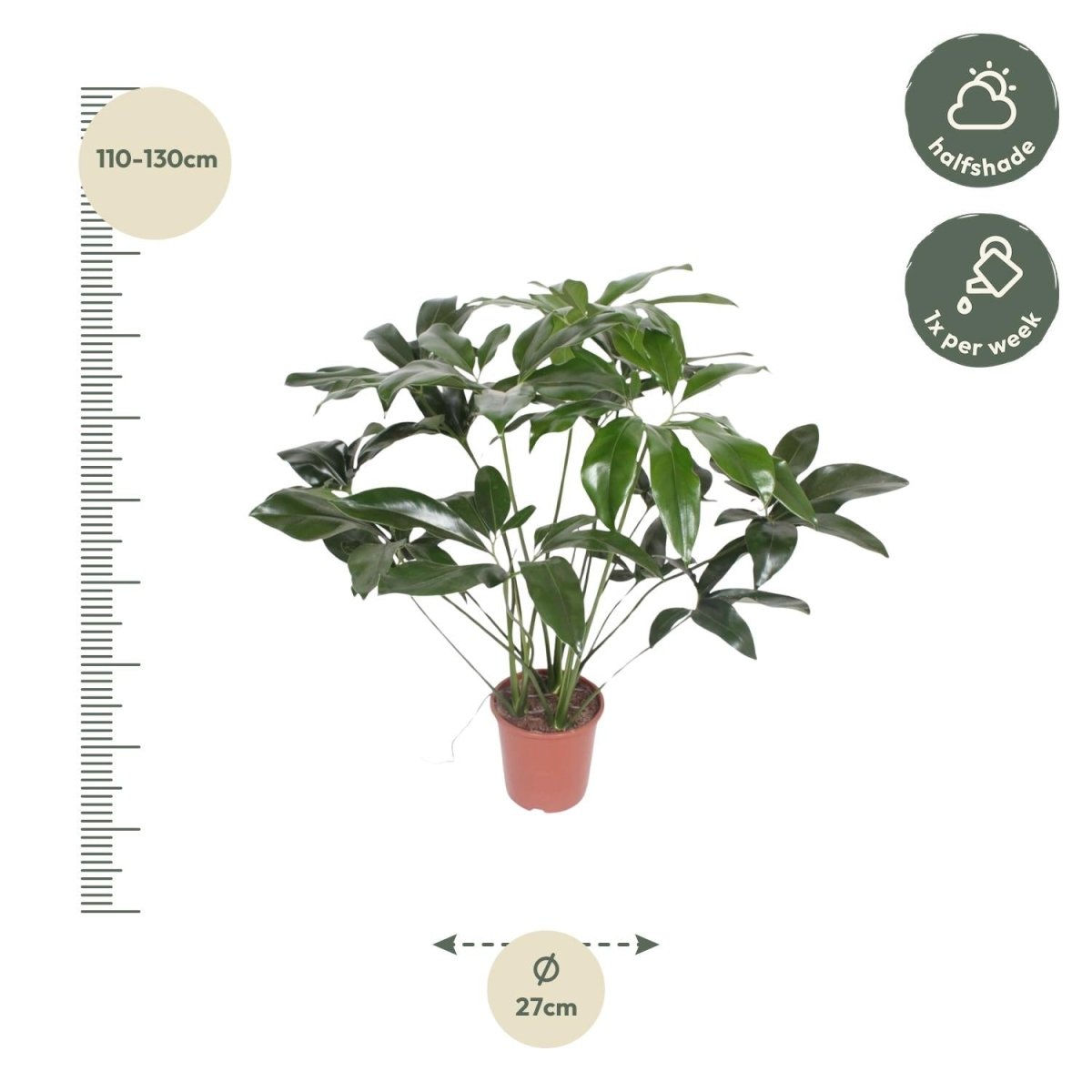 Philodendron Green Wonder | Exotische Zimmerpflanze mit großen Blättern – Immergrün &amp; Pflegeleicht - Wurzelwerk Design