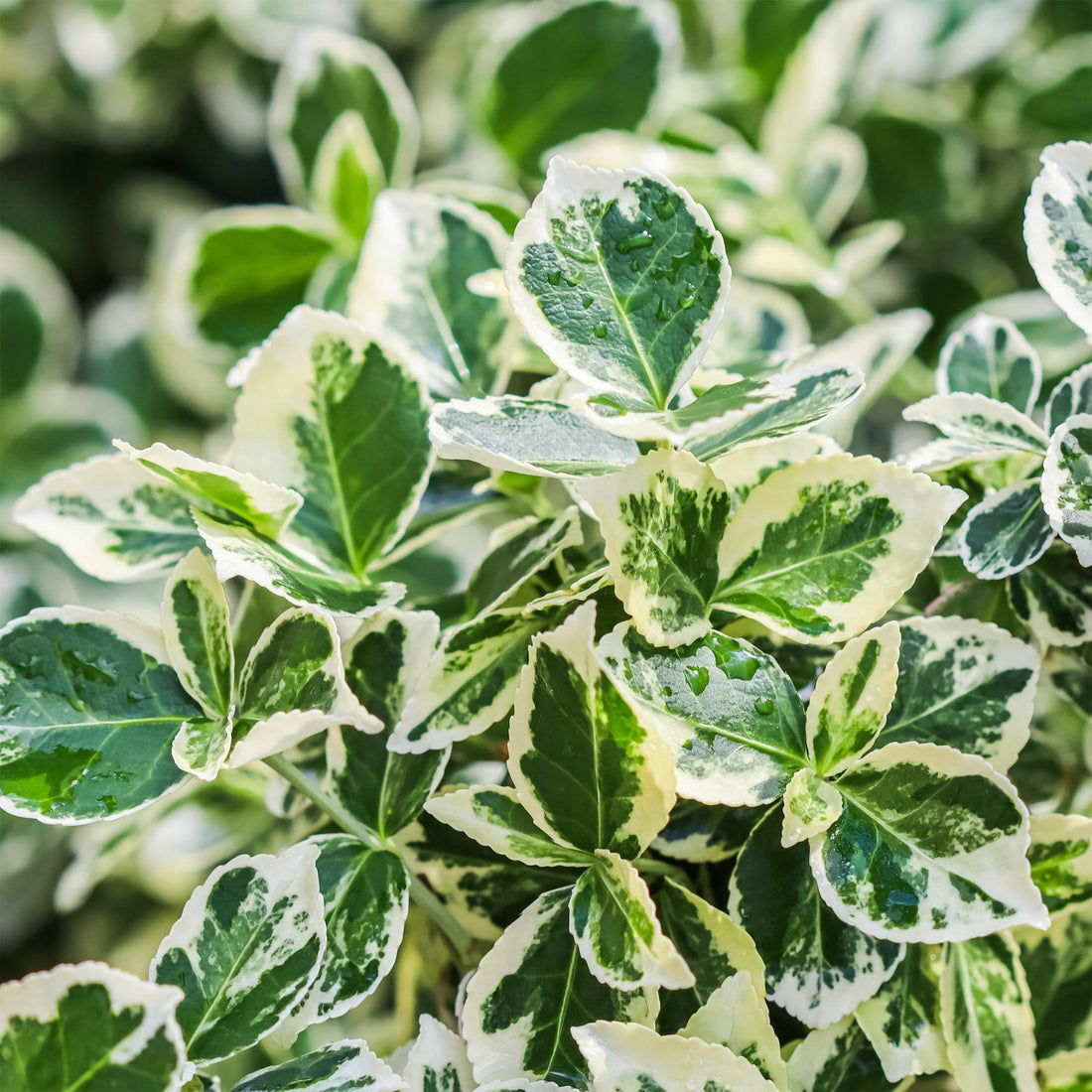 Immergrüner Euonymus fortunei Emerald Gaiety in Topf, winterhart mit grün-grauen Blättern, Everspring, 19cm Durchmesser, 90cm hoch
