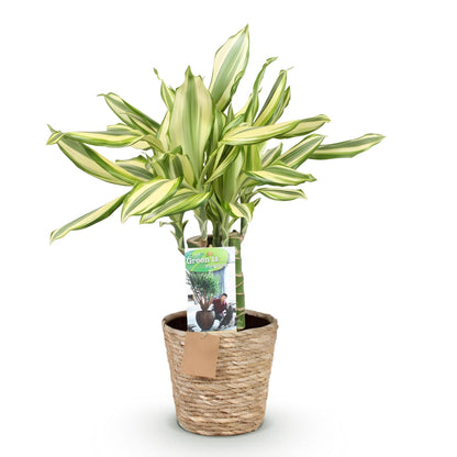 Everspring Dracaena fragrans Diamond Dream im Korb, 50-55cm hohe Zimmerpflanze mit grünen, buschigen Blättern