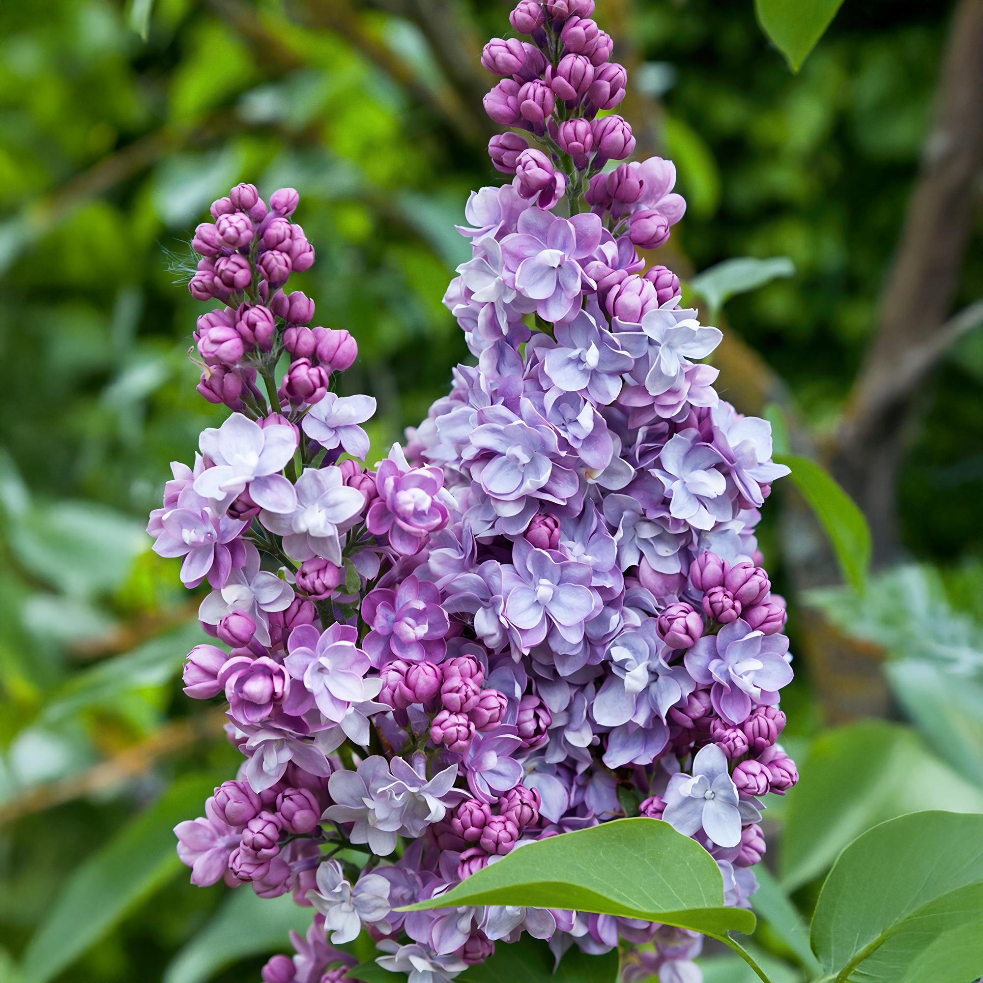 Everspring Syringa vulgaris Michel Buchner, pinke Blüten, Topf 17cm, Höhe 45cm, robuste Pflanze, Garten- oder Balkonpflanze