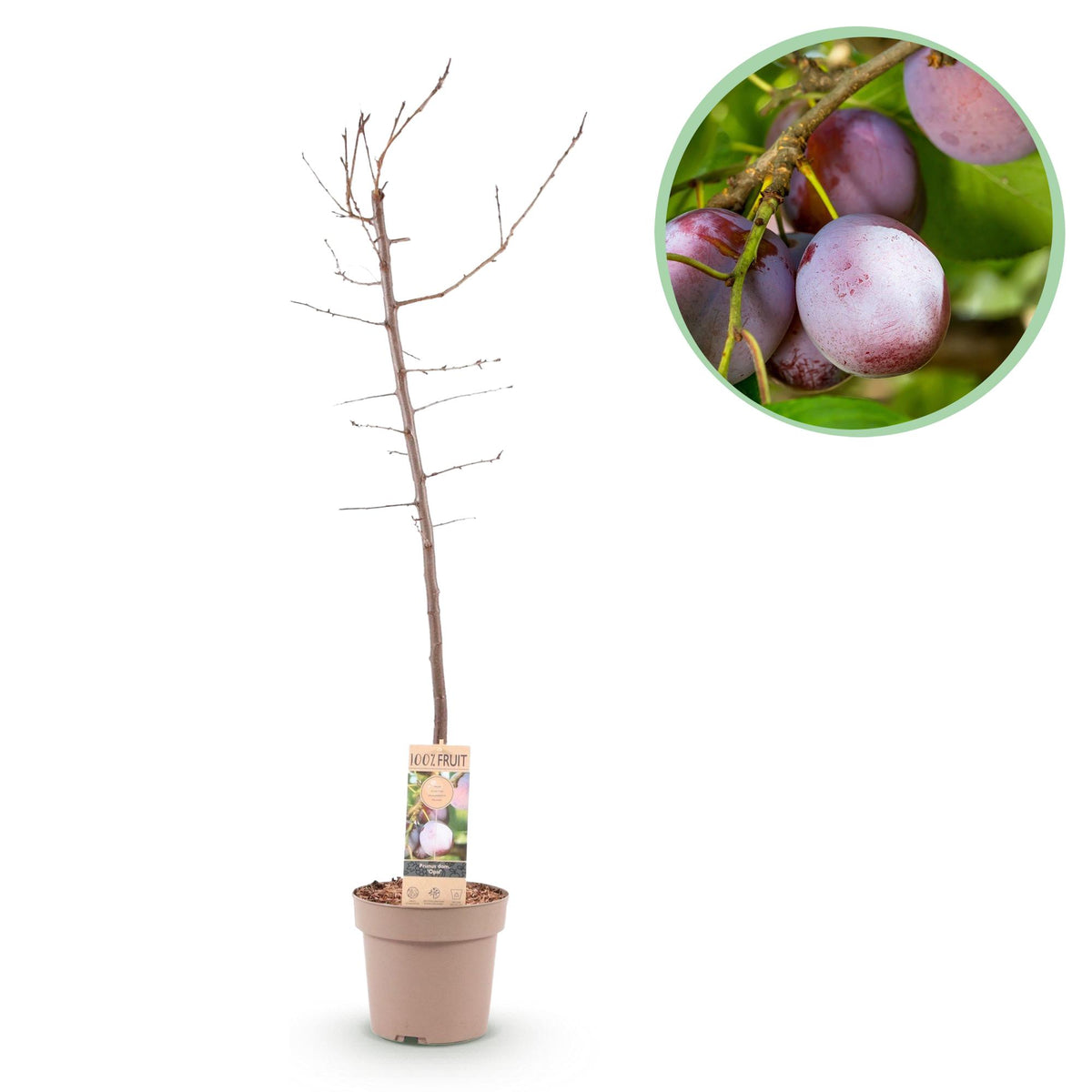 Pflaumenbaum Prunus domestica Opal mit gelben und roten Früchten, Topf, ca. 90cm hoch, Everspring, Gartenpflanze