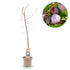 Pflaumenbaum Prunus domestica Opal mit gelben und roten Früchten, Topf, ca. 90cm hoch, Everspring, Gartenpflanze