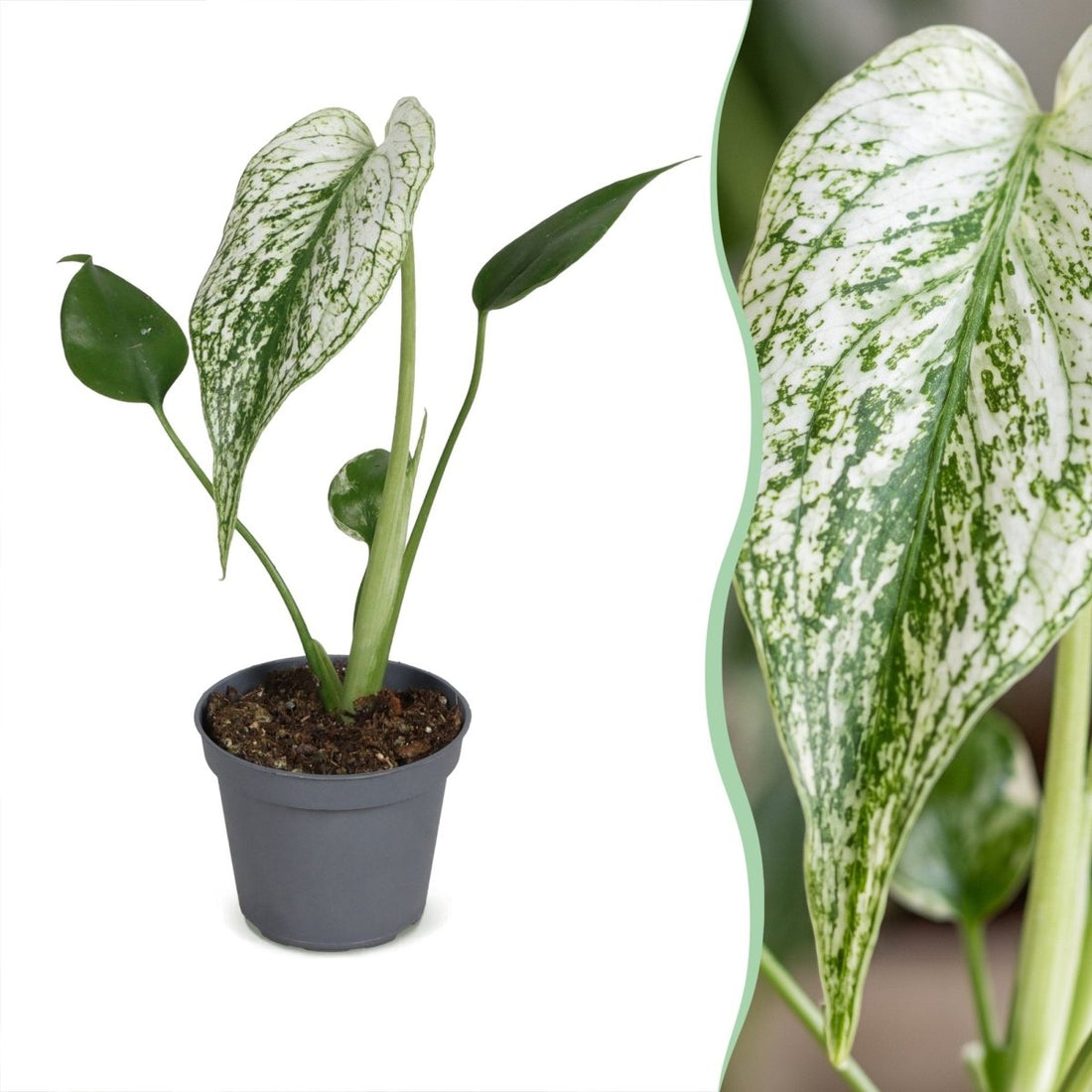 Monstera &