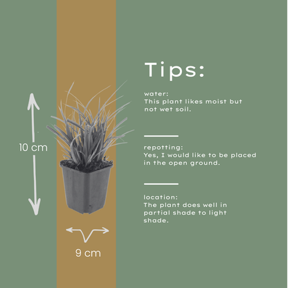 6x Carex morrowii - ↕10-25cm - Ø9cm