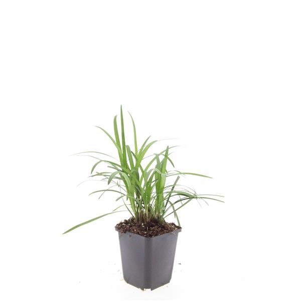 24x Liriope muscari ‘Monroe White’ - Höhe 10 - 25 cm - Ø 9 cm - Wurzelwerk Design