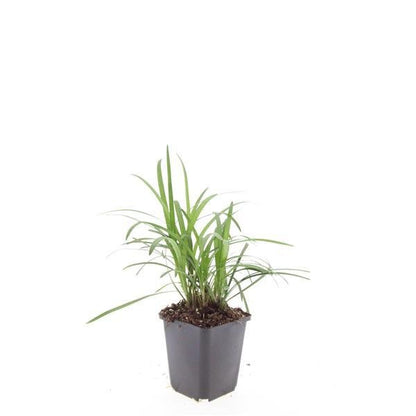 24x Liriope muscari ‘Monroe White’ - Höhe 10 - 25 cm - Ø 9 cm - Wurzelwerk Design