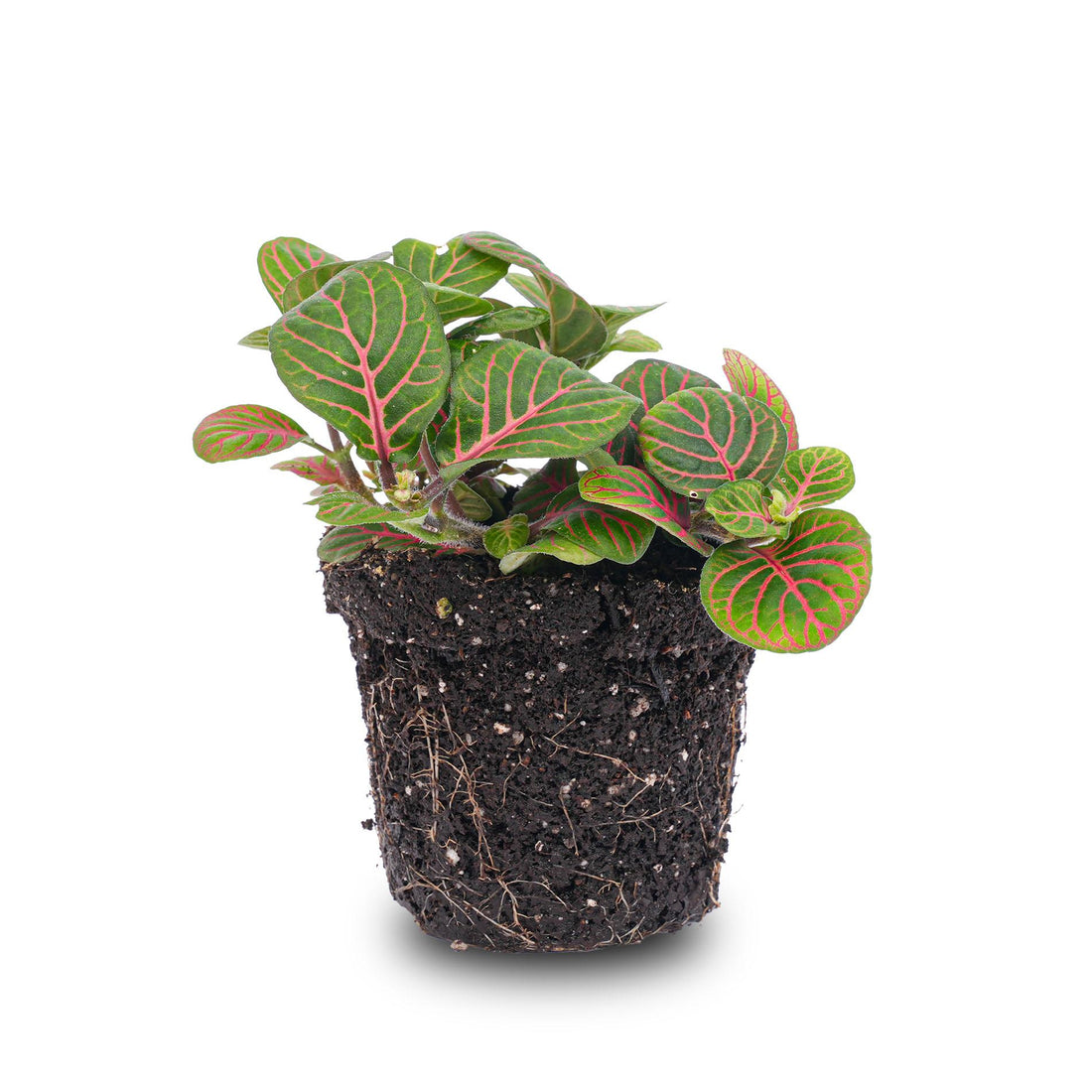Everspring Fittonia Bubble Red rot-grüne Mosaikpflanze in einem 8cm Topf, dicht mit roten und grünen Blättern bedeckt