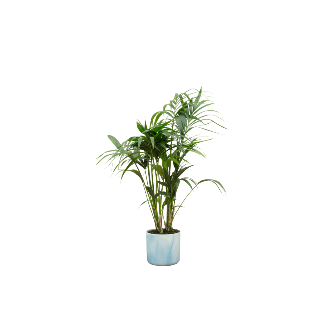 Kentia Palme 130 cm – Elegante Zimmerpalme im Topf - Wurzelwerk Design