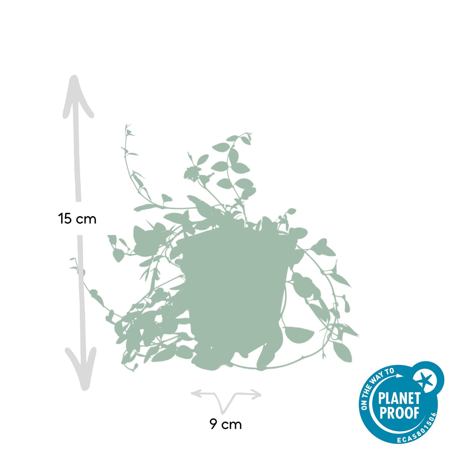 24x Vinca minor ‘Atropurpurea’ – Kleines Immergrün mit purpurroten Blüten – Höhe 10–25 cm – Ø 9 cm