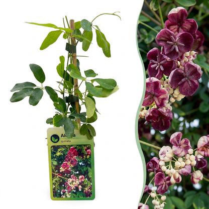 Fingerblättrige Akebie kaufen – Akebia quinata | lila-rot, Ø 9 cm, Höhe 35 cm - Wurzelwerk Design