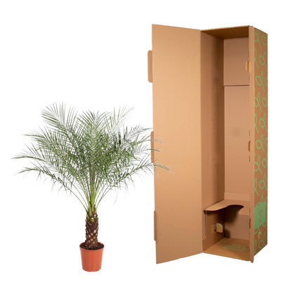 Phoenix roebelenii – Zwerg-Dattelpalme als elegante immergrüne Kübel- und Zimmerpalme