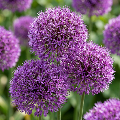 Zierlauch Purple Sensation – Allium aflatunense online kaufen | 30 bis 120 Blumenzwiebeln, violett &amp; bienenfreundlich – Wurzelwerk Design