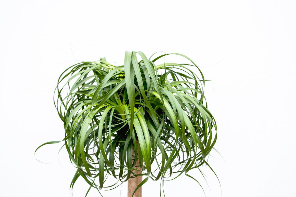 Große Beaucarnea Elefantenfuß Zimmerpflanze von Everspring, 180–210 cm, mit dicker, knorriger Stamm und buschigem Blätterdach
