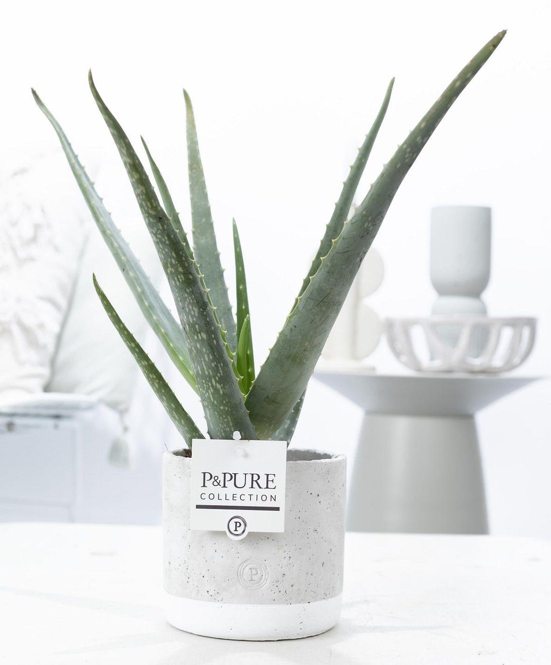 Everspring Aloe Vera Pflanze in P&amp;PURE Jade Keramiktopf, Ø12cm, Höhe 45cm, mit grünen Aloe Vera Blättern.