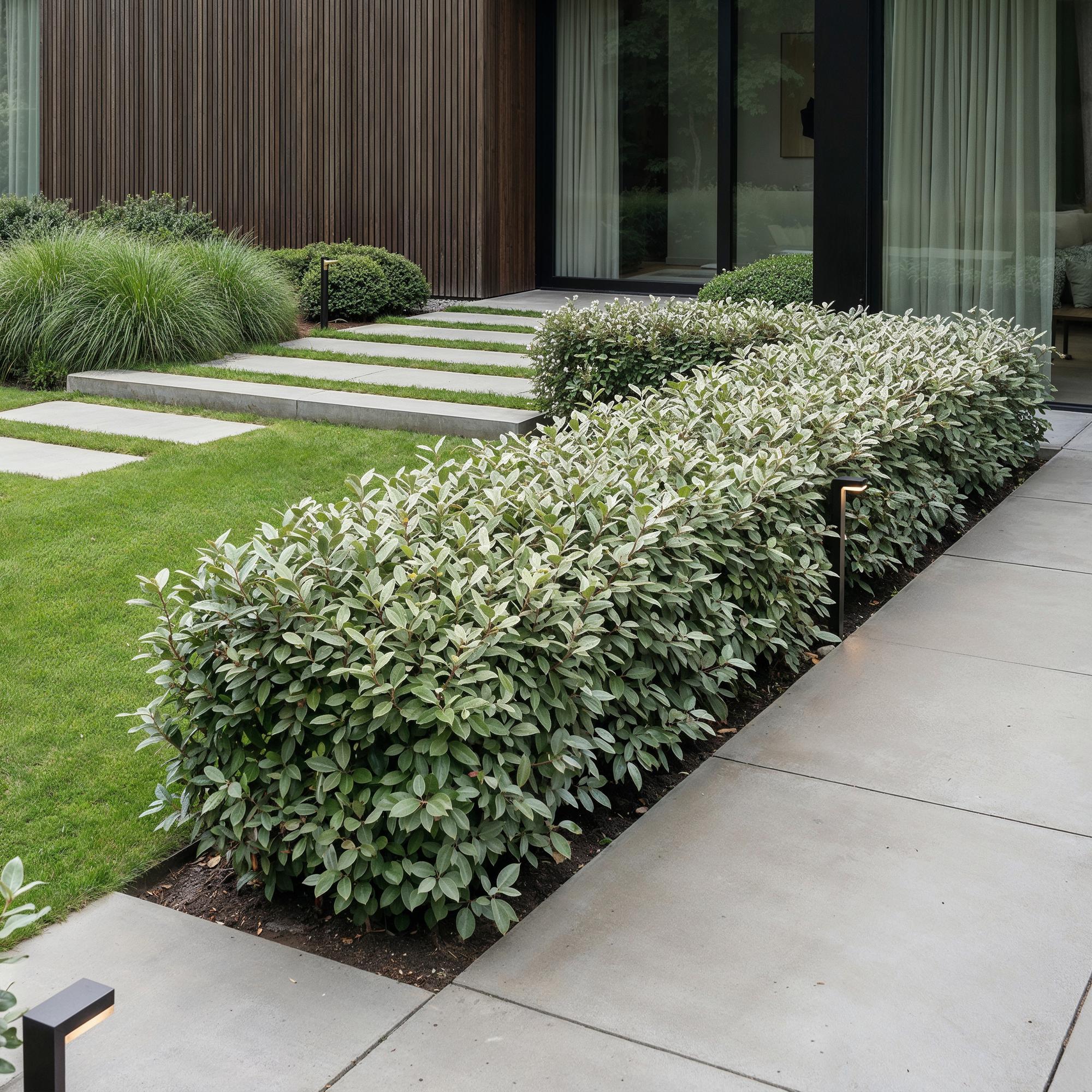 Ölweide Hecke kaufen | 24× Elaeagnus ebbingei Compacta