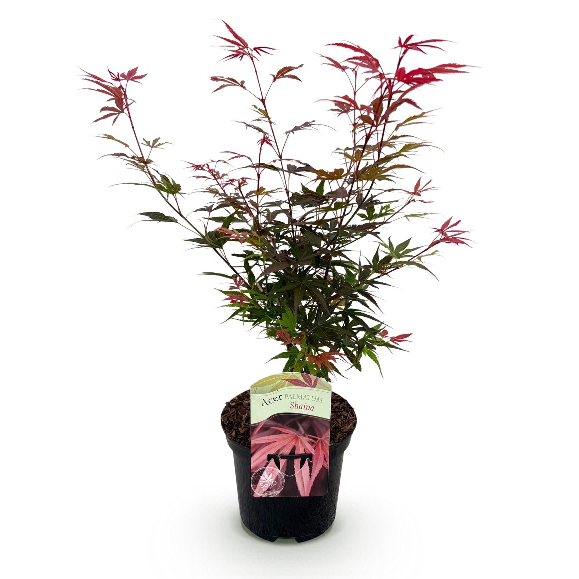 Japanischer Ahorn Shaina, rot, laubabwerfende Pflanze in Topf, ca. 70cm hoch, von Everspring.