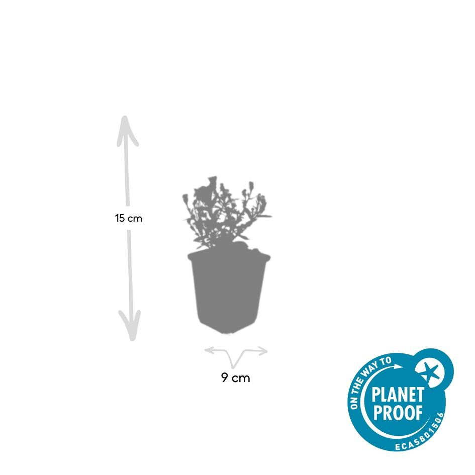 24x Aster dumosus ‘Prof. Anton Kippenberg’ – Herbstblühende Kissen-Aster für Beete &amp; Rabatten – Höhe 10–25 cm – Ø 9 cm