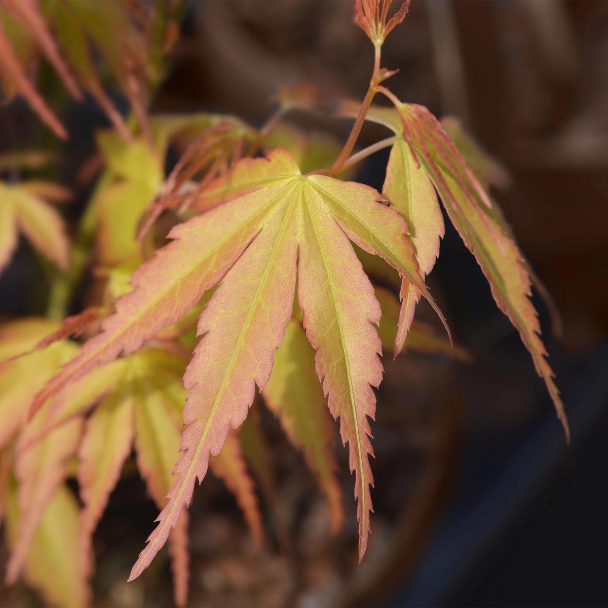 Japanischer Ahorn Acer palmatum Katsura in orange, topf, laubabwerfend, Höhe 70cm, Everspring Pflanze, Gartenpflanze