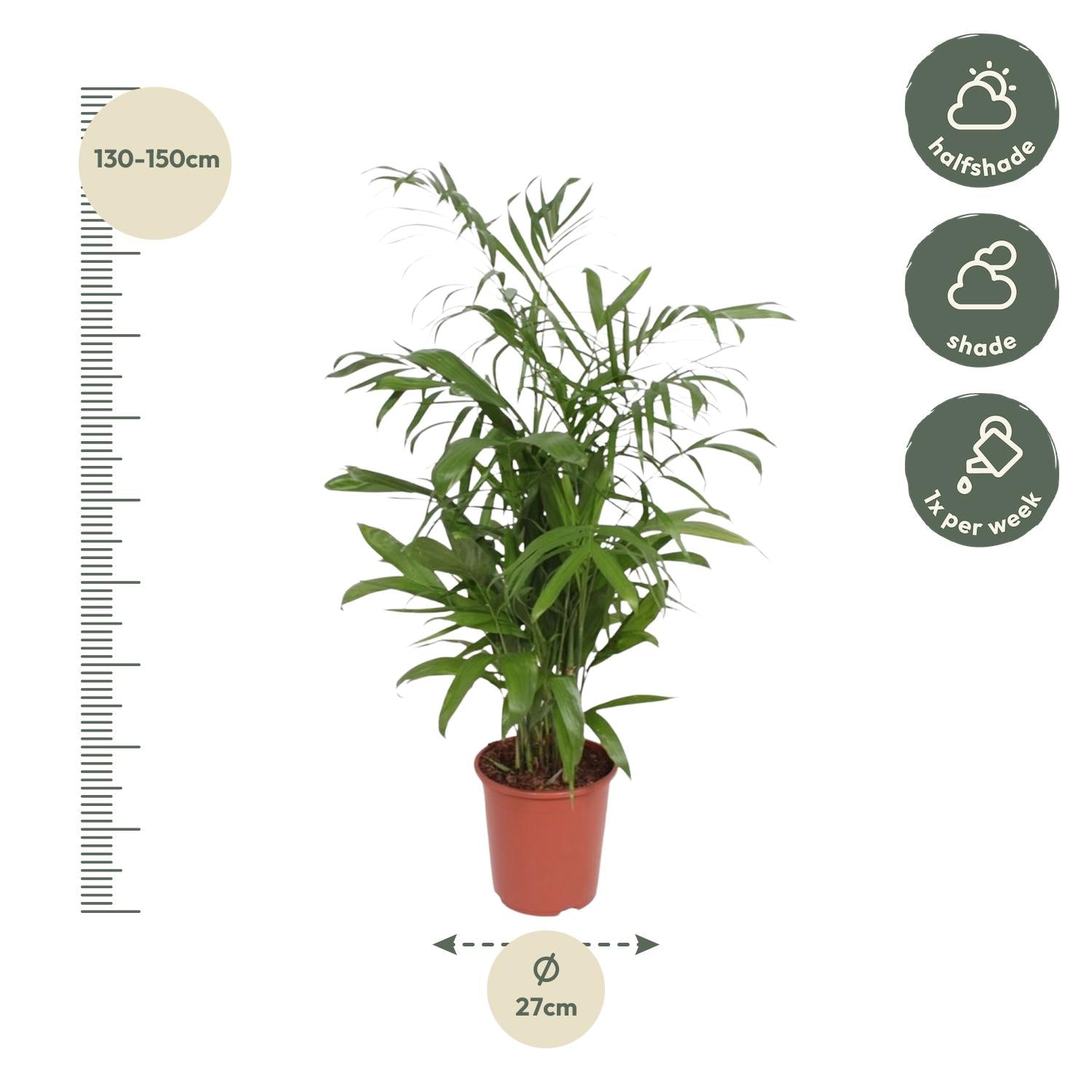 Chamaedorea seifrizii Bambuspalme als elegante Zimmerpalme für helle Innenräume