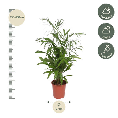 Chamaedorea seifrizii Bambuspalme als elegante Zimmerpalme für helle Innenräume