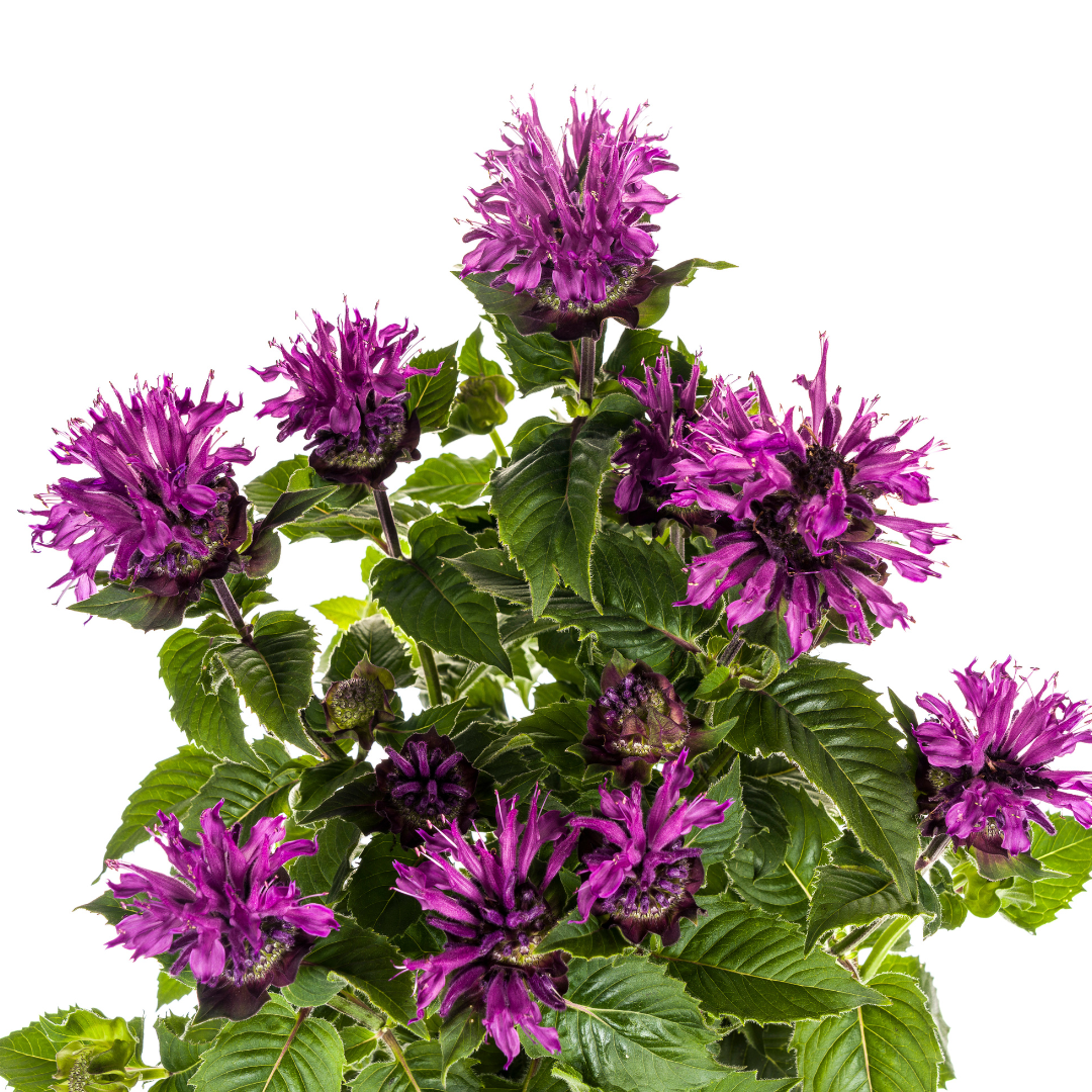 Monarda Didyma Purple Ø 19 cm - Höhe 45 - 60 cm - Wurzelwerk Design