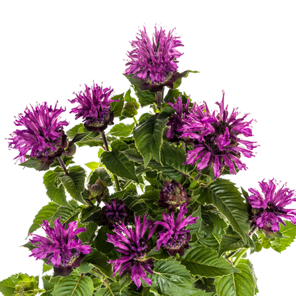 Monarda Didyma Purple Ø 19 cm - Höhe 45 - 60 cm - Wurzelwerk Design