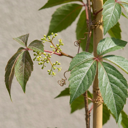 Chinesischer Wilder Wein (Parthenocissus henryana) mit silbrig geaderten Blättern – Bild 3