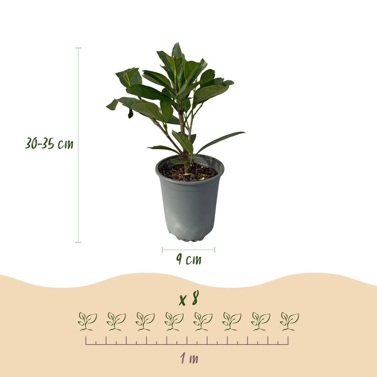 Heckenpflanzen Kirschlorbeer ‘Caucasica’ von Everspring, 8 Pflanzen, 30-35 cm hoch, für Hecke, 1 lfd. Meter.