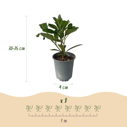 Heckenpflanzen Kirschlorbeer ‘Caucasica’ von Everspring, 8 Pflanzen, 30-35 cm hoch, für Hecke, 1 lfd. Meter.