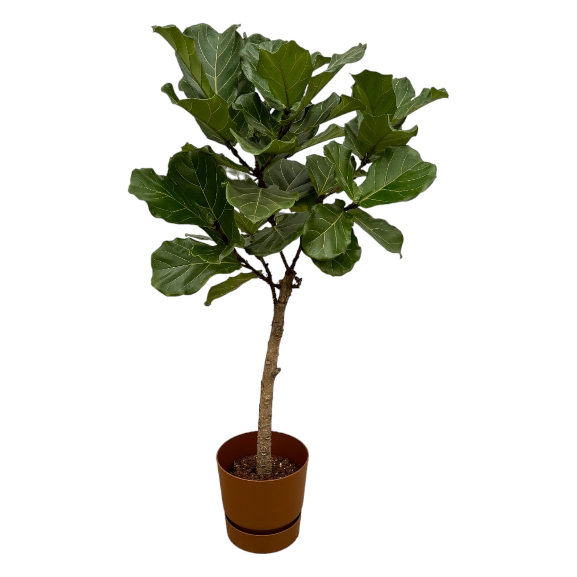 Ficus Lyrata mit Topf – Elegante Geigenfeige für Innen