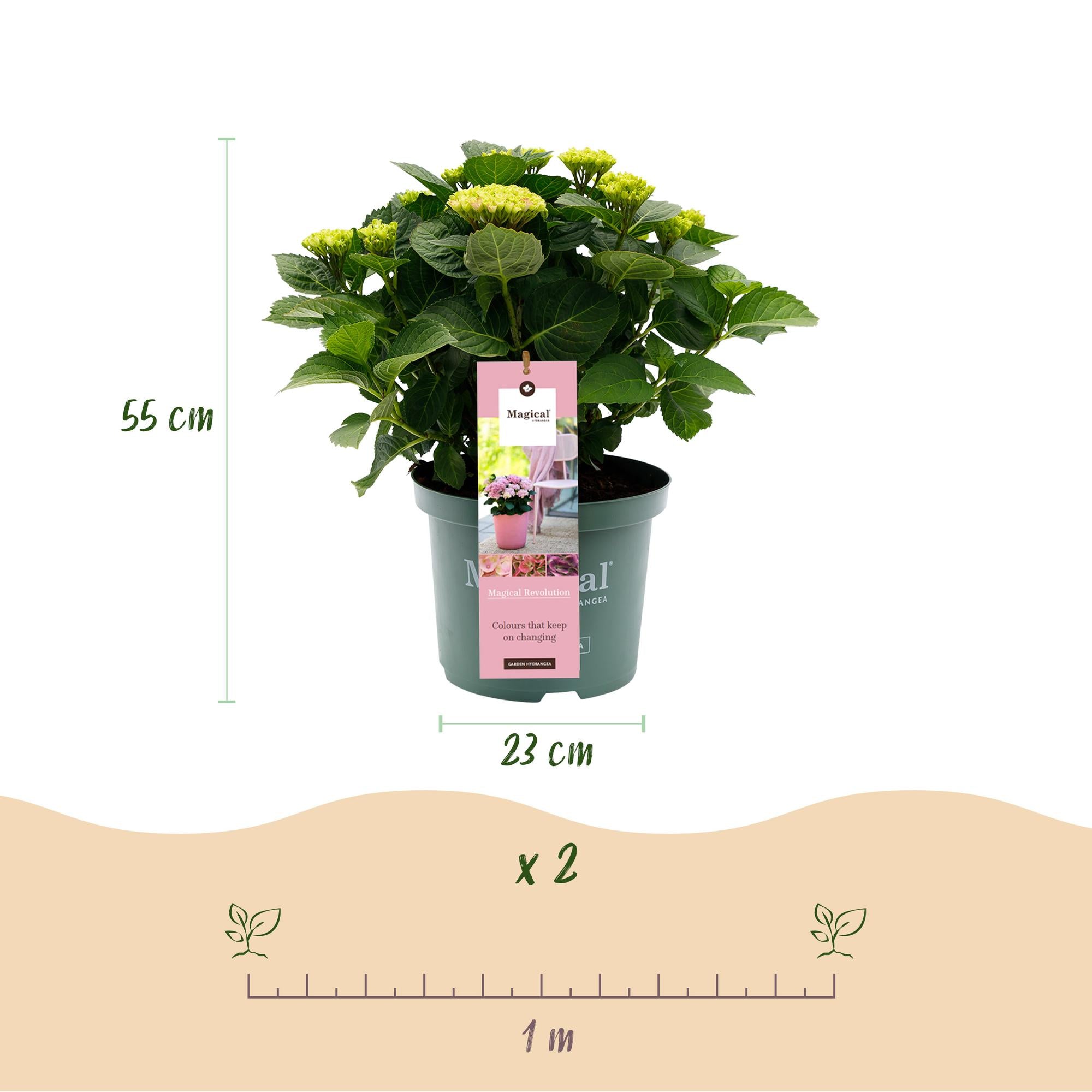 Hortensie Magical Revolution Pink – 2 Pflanzen – 6–10 Blüten – Ø23 cm Topf – Höhe ca. 55 cm
